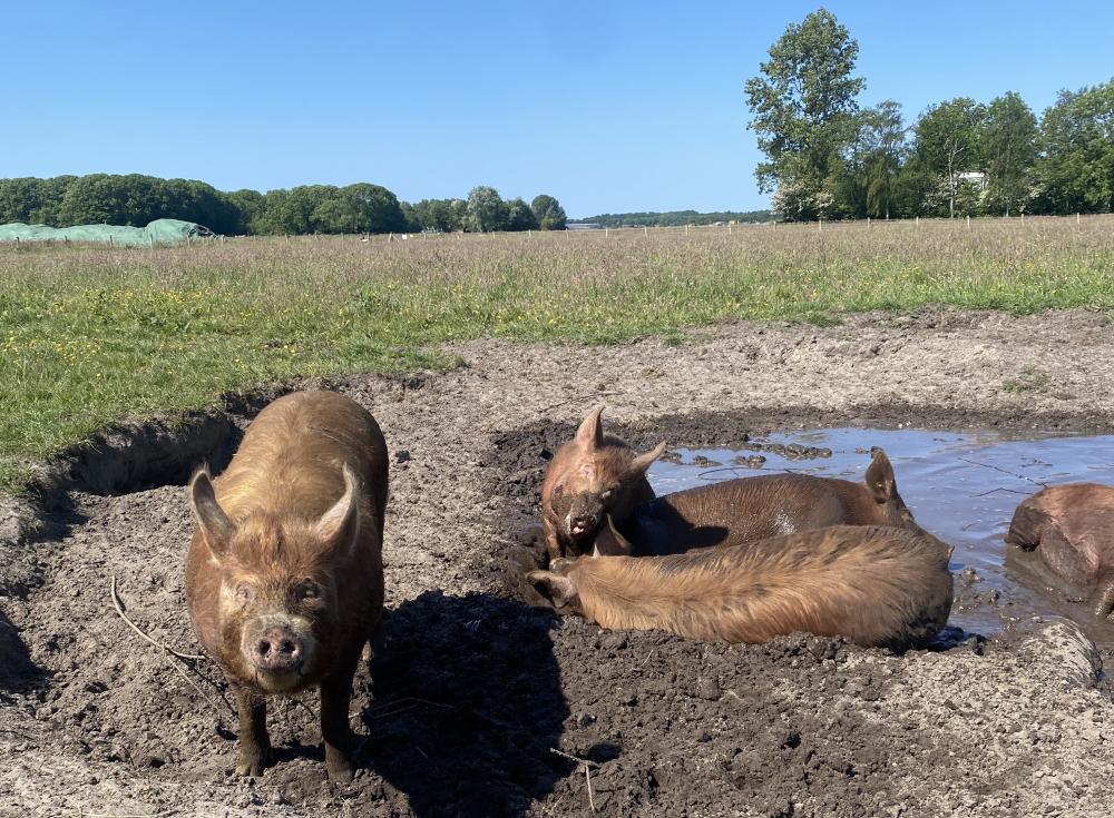 foto varkens in de modder, Herenboeren Bergen